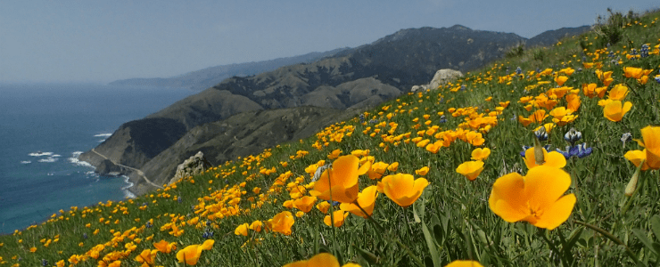 California Poppies on the grasslands of the Santa Lucia Mountains, with the Big Sur Coast in the background. 