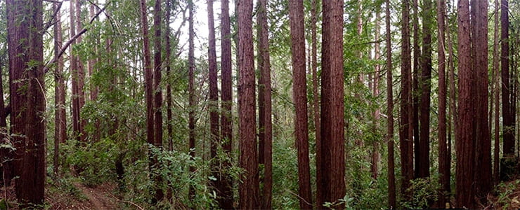 redwood forest at UCSC