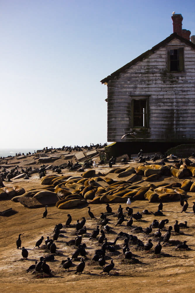 Old Lightkeeprs quarters on Año Nuevo Island, now populated with native fauna. 
