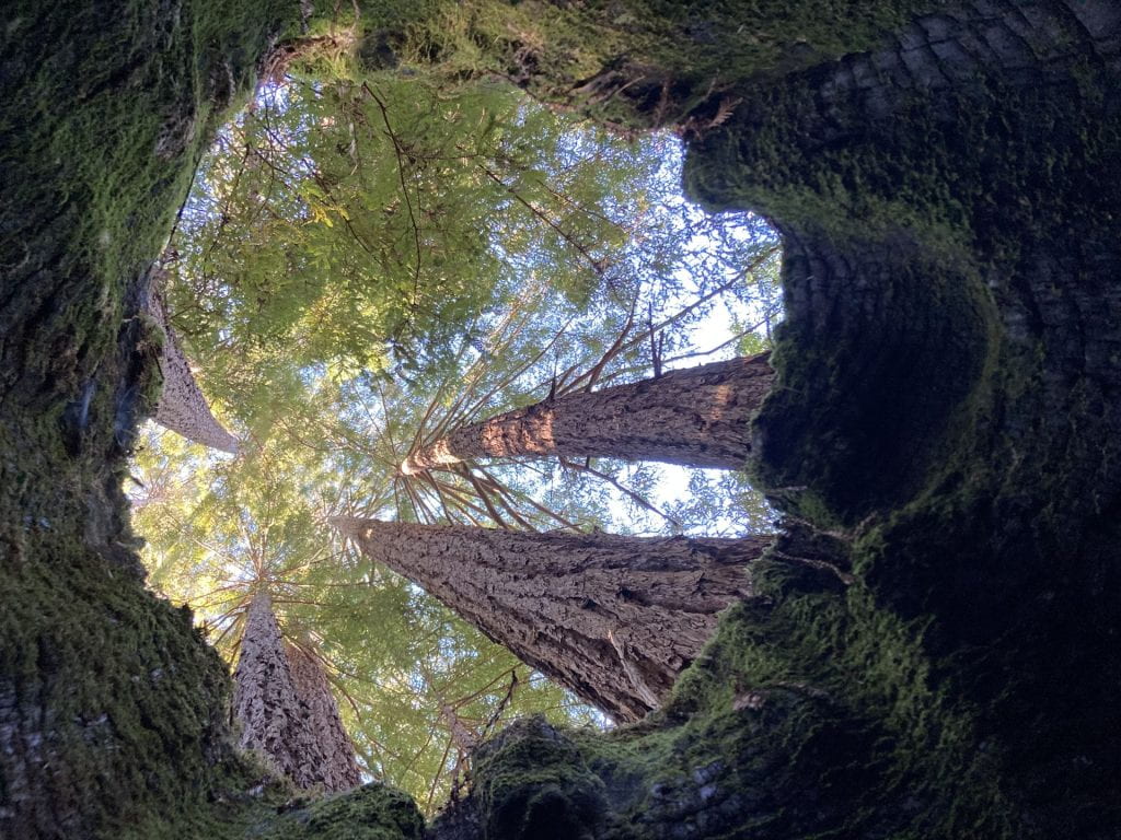 View up toward the redwood canopy from inside a stump