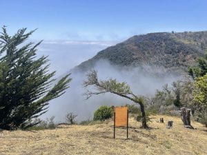 Artist Karolina Karlic installed vertical copper plates across Landels-Hill Big Creek Reserve to collect traces of the passage of fog as part of her Unseen California field research. Image: Karolina Karlic