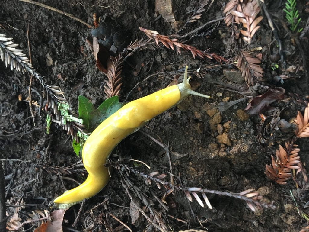 Banana slug 